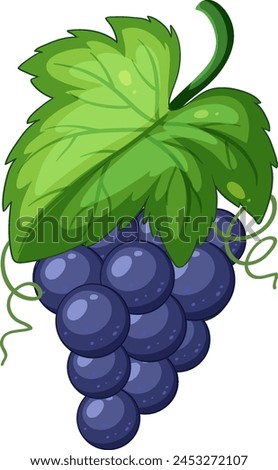 Vector illustration of ripe purple grapes