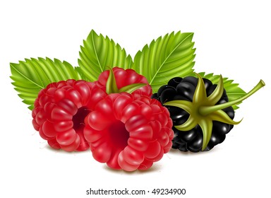 Vector illustration of ripe raspberries and blackberry (dewberry) with green leaves.