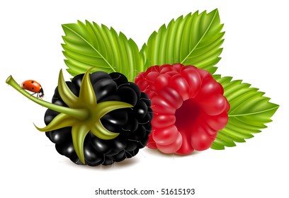 Vector illustration of ripe raspberries and blackberry (dewberry) with green leaves and ladybird.