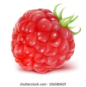 Vector illustration of ripe raspberry.