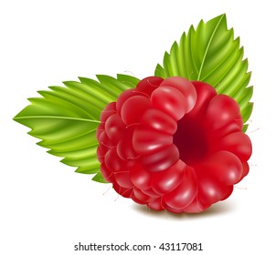 Ilustración vectorial de la frambuesa madura.