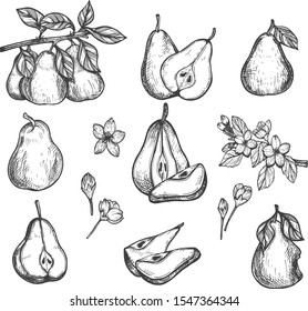 Vector illustration of ripe raw fresh fruit set. Pear from different angle. Whole fruit, cut slice, half, growing on tree branch, flowers blossom, stub, plant leaves. Vintage hand drawn style.