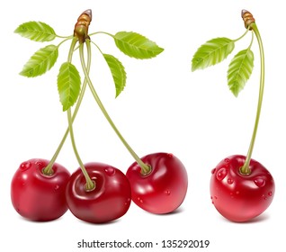 Vector illustration of ripe red cherries with leaves and water drops