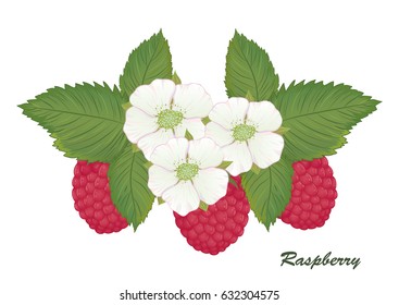 Vector illustration of ripe red raspberries, green leaves and flowers
