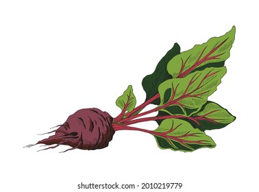 Vector illustration of ripe red sugar beet with leaves. A hand drawn beetroot sketch isolated on white background for packaging sugar or alcohol. Drawing of beet plant.