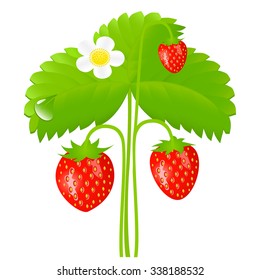 Vector illustration of ripe strawberry