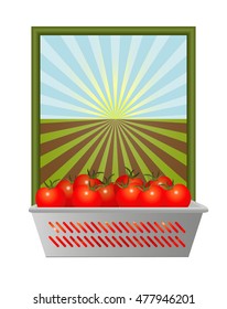 Vector Illustration. Ripe tomatoes in a container on a background field.