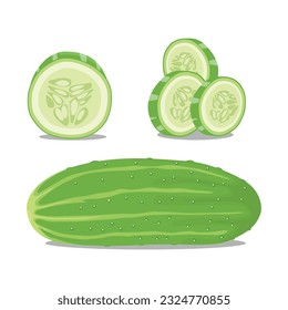 Vector illustration of ripe and unripe green cucumber with leaves. Sliced and whole cucumber vegetable in cartoon flat style for business and education design element. Healthy for skin treatment