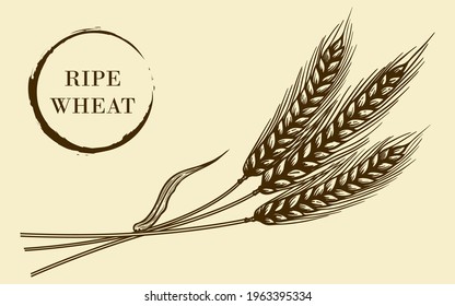 Vector illustration of ripe wheat in sketch style. For the decoration of natural products, pastries, cafes and restaurants.