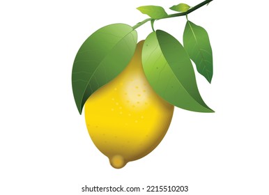 Vector illustration of a ripe yellow lemon hanging from a branch with vibrant green leaves on a white background.
