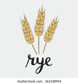 Vector illustration of ripes rye of with inking and lettering name in English 