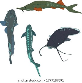 Ilustración vectorial de los peces del río aislados en fondo blanco. Pesca catalana, esturión para imprimir logotipos, pesca, granja de esclavos, productos, icono de tienda