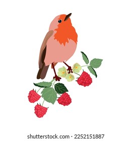 A vector illustration of a robin redbreast on a white isolated background. Template for greeting cards, web design, education.