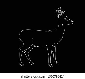 Vector illustration of a roe deer in black and white graphic style