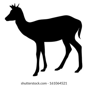 Vector illustration of roe silhouette