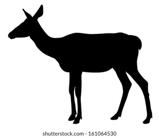 Vector illustration of roe silhouette