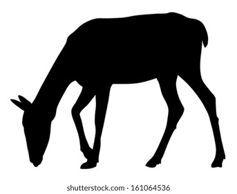 Vector illustration of roe silhouette