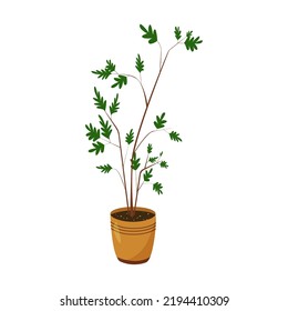 Vector illustration. Room flower, shaped like a bush with green carved leaves, in a sand-colored pot. Isolated object on white background. Flat, green, indoor plant, flower pot.