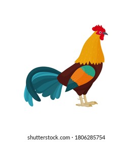 Vector illustration of a rooster in cartoon style with blue feathers in the tail. Bright rooster as a symbol or mascot for children's books, clothing design and postcards with letters.
