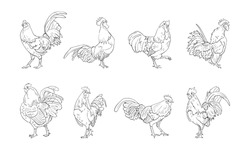 Vector Illustration Of Rooster Isolated On White Background.