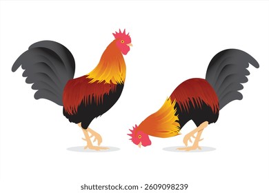 Vector illustration of a rooster looking for food on a white background
