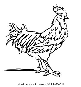  Vector illustration of rooster, symbol of 2017 on the Chinese calendar. Black line  sketch of cock.