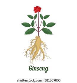 Vector illustration of root and leaves panax ginseng on white  background