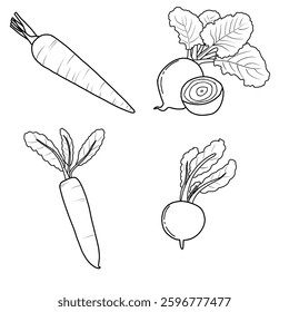 Vector illustration of root vegetables, hand-drawn sketch, various root vegetables line art. Containing carrots, beets, turnips, and radishes. Flat sketch vector outline doodle illustration.