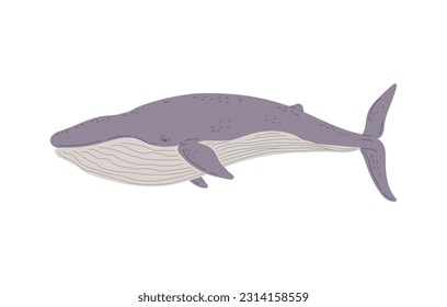 Vector illustration of Rorqual. Side view, profile of swiming, floating marine mammal isolated on white background. Hand drawn design style for ocean wildlife concept, wildlife animal cartoon drawing