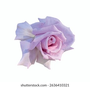 Vector illustration of Rosa 'Mainzer Fastnacht' (Blue Moon rose), a lavender hybrid tea rose isolated on white background, perfect for botanical design and floral decoration projects.