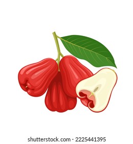 Vector illustration, rose apple fruit, scientific name Syzygium aqueum, isolated on white background.