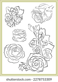 vector illustration of a rose and  Bouquets of roses for Coloring book