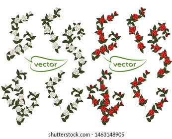 Vector Illustration Of Rose Braided Climbing Vines Rose Flowers Red And White With Dark Green Leaves For Decoration