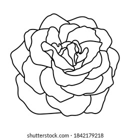 Ilustración vectorial de la rosa. Elemento botánico dibujado a mano, aislado sobre fondo blanco