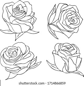  Vektorillustration. Grafik-Skizze für Rosenknospen. botanischer Satz. schöne Blume. Rosenblätter