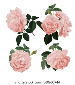 Vector Illustration of rose bunch set

