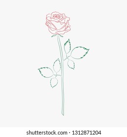 vector illustration of a rose drawn outline on a white background