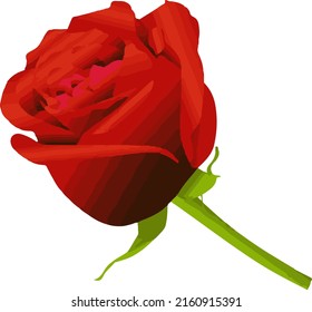 vector illustration of a rose flower arrangement a combination of art and the beauty of various types of beautiful roses associated with several objects