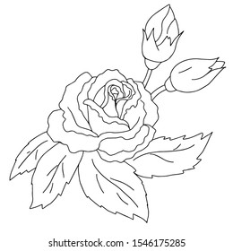 
vector illustration rose flower coloring book isolated