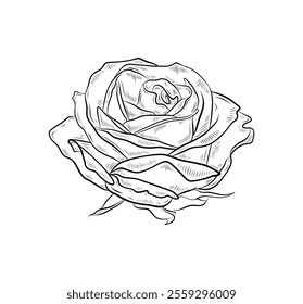 Vector illustration of rose flower. Hand drawn graphic, black and white rosebud. Single isolated element. Realistic style.