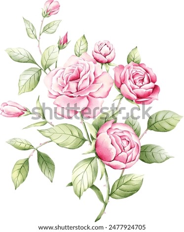 vector illustration of rose flowers with separate layers