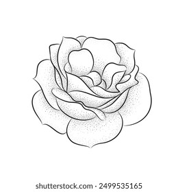 Vector illustration of A Rose with halftone stipple effect. Vector illustration.