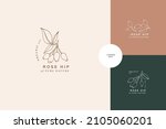 Vector illustration rose hip branch - vintage engraved style. Logo composition in retro botanical style.