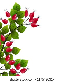 Vector Illustration of rose hip branches on a white background