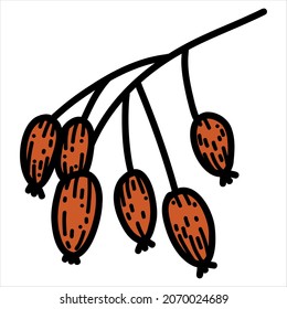Vector illustration of rose hip in doodle hand-drawn style.