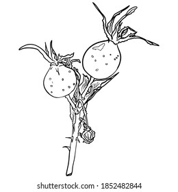 Vector illustration of rose hips, wild rose with leaves isolated on white background. Flowers, medicinal leaves blank, for coloring, template for designers, icon, logo