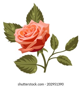 Vector illustration of rose isolated on white background