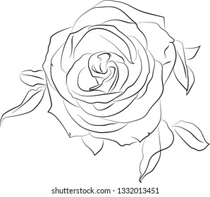 vector illustration of a rose with leaves. suitable for postcard, background or as a separate element
