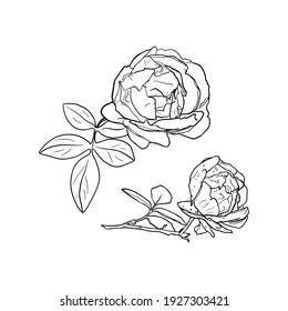 Vector illustration of a rose in line. Isolated flower for printing in a coloring book, blank for designer, icon, logo