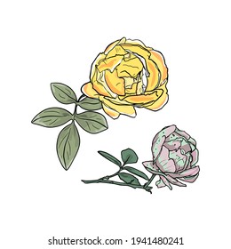 Vector illustration of a rose in line. Isolated flower for printing in a coloring book, blank for designer, icon, logo